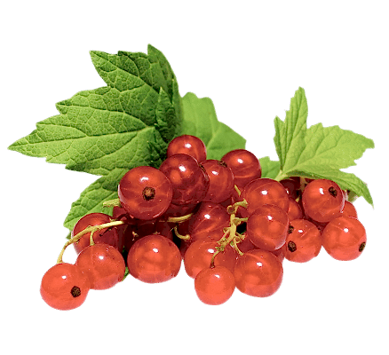 Purepng com redcurrantfruitsberryberriesredcurrantred currant 981525181924whlyx