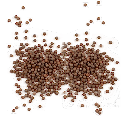 Mustard Seeds