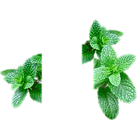 Mint